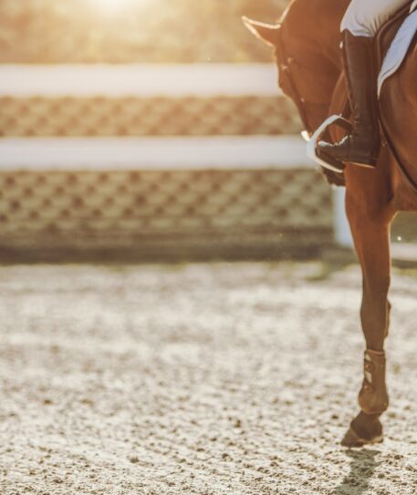 flot hest med rytter paa der ridder paa ridebane